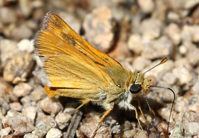 Rural Skipper Ochlodes agricola