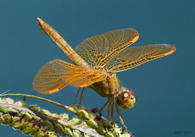 Mexican Amberwing Perithemis intensa