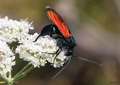 Tarantula Hawk