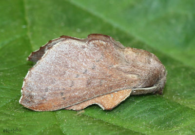 Lappet Moth Phyllodesma americana #7687
