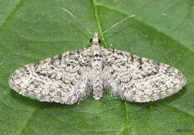Eupithecia monacheata #7456