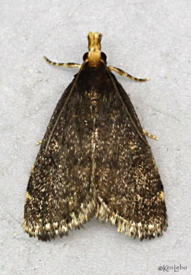 Merrick's Pyralid Moth Loxostegopsis merrickalis #5117