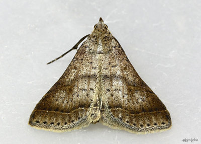 Bent-winged Owlet Moth Bleptina caradrinalis #8370
