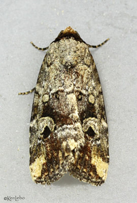Pale-winged Midget Moth Elaphria alapallida #9681.1