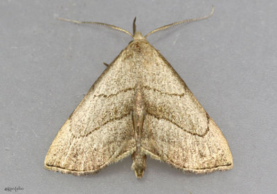 Brown-lined Owlet Moth Macrochilo litophora #8358