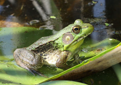 Green Frog