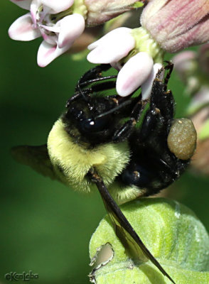 Brown Belted Bumble Bee Bumbus griseocollis