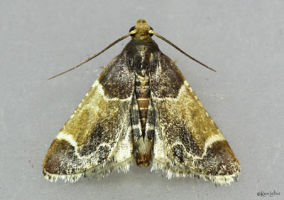Meal Moth Pyralis farinalis #5510