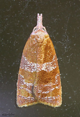Spring Dead-leaf Roller Moth Cenopis diluticostana #3716