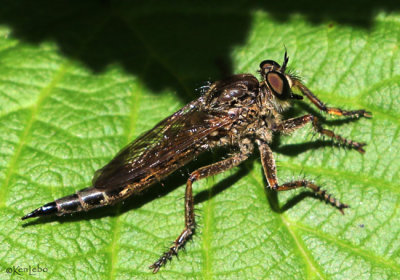 Robber Fly Machimus sp