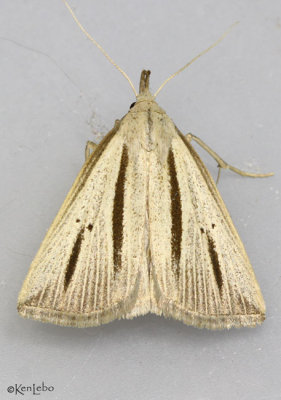 Two-striped Owlet Moth Macrochilo bivittata #8359