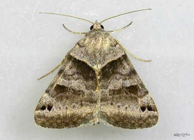 Clover Looper Moth Caenurgina crassiuscula #8738