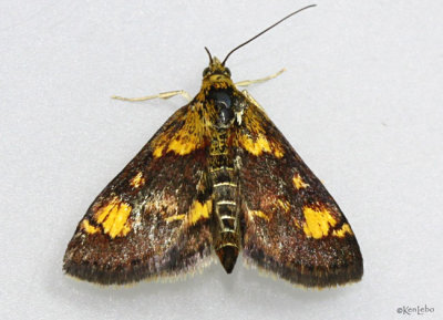 Orange Mint Moth Pyrausta orphisalis #5058