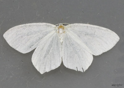Snowy Geometer Moth Eugonobapta nivosaria #6965