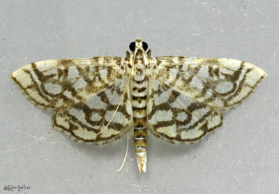 Bog Lygropia Moth Lygropia rivulalis #5250