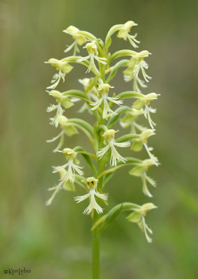 Green Fringed Orchis Plantanthera lacera