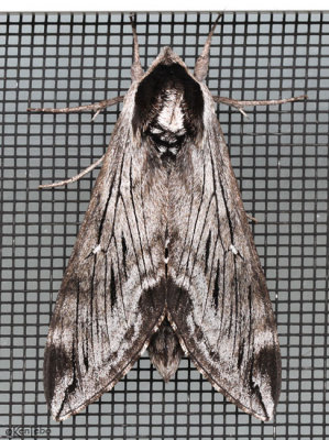 Northern Apple Sphinx Moth Sphinx poecila #7810.1