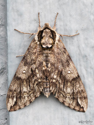 Waved Sphinx Moth Ceratomia undulosa #7787