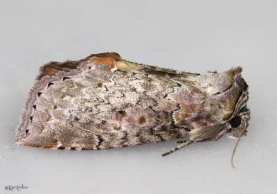 Tufted Thyatirid Moth Pseudothyatira cymatophoroides
