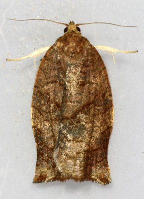 Oblique-banded Leafroller Moth Choristoneura rosaceana #3635