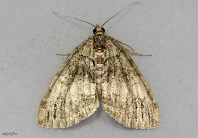 Transfigured Hydriomena Moth Hydriomena transfigurata #7237