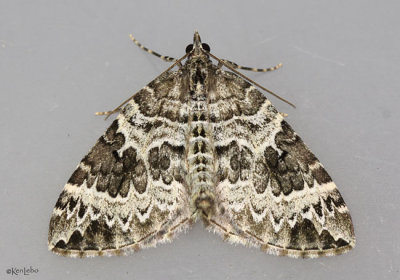 White Eulithis Moth Eulithis explanata #7206