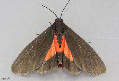 Joyful Holomelina Moth Virbia laeta #8114