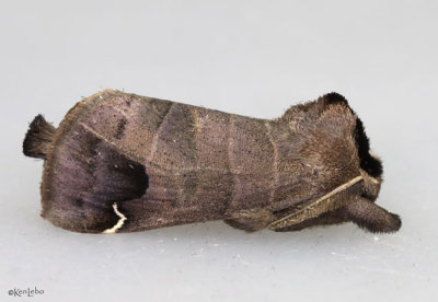 Sigmoid Prominent Moth Clostera albosigma #7895