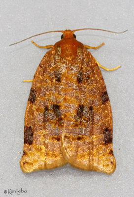 Ugly-nest Caterpillar Moth Archips cerasivorana #3661
