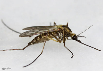 Mosquito - Aedes punctor