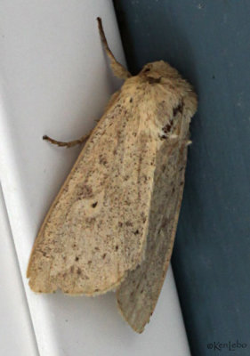 Unarmed Wainscot Moth Leucania inermis #10459