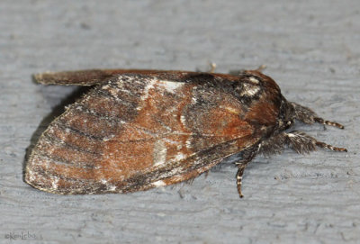 Chocolate Prominent Moth Peridea ferruginea #7921