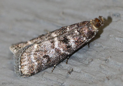Striped Birch Pyralid Moth Ortholepis pasadamia #5783