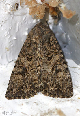 Nutmeg Moth Anarta trifolii #10223