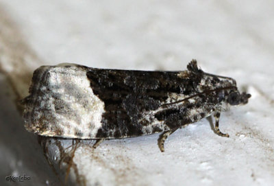 Funereal Apotomis Moth Apotomis funerea #2755