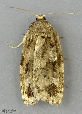 Spruce Budworm Moth Choristoneura fumiferana #3638