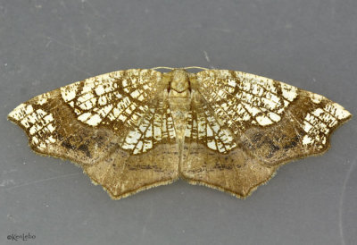 Horned Spanworm Moth Nematocampa resistaria #7010