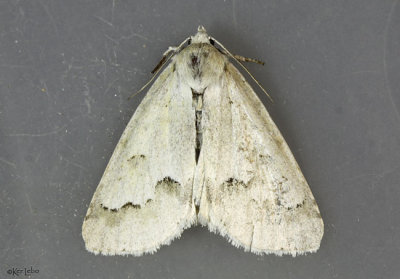 Unmarked Dagger Moth Acronicta innotata #9207