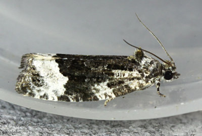 Funereal Apotomis Moth Apotomis funerea #2755