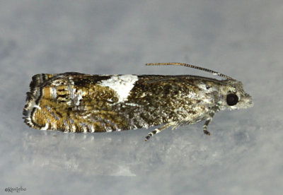 Walker's Epinotia Moth Epinotia transmissana #3310