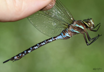 Lance-tipped Darner Aeshna constricta