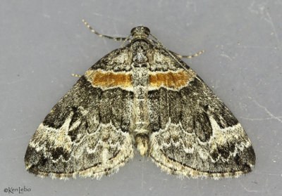 Orange-barred Carpet Moth Dysstroma hersiliata #7189