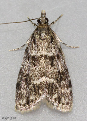 Many-spotted Scoparia Moth Scoparia basalis  #4719