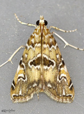 Waterlily Borer Moth Elophila gyralis #4751