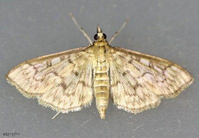 Bold-feathered Grass Moth Herpetogramma pertextalis #5275