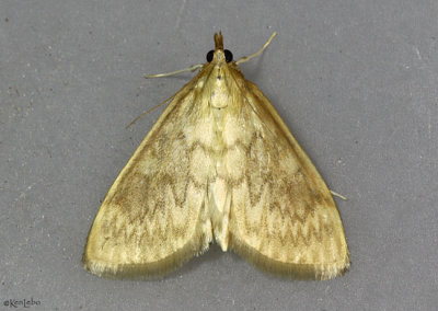 American Lotus Borer Moth Ostrinia penitalis #4946