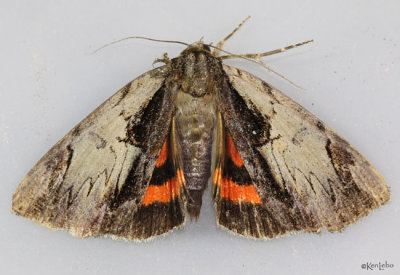 Ultronia Underwing Moth Catocala ultronia #8857