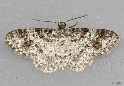 Light Carpet Moth Hydrelia lucata #7419