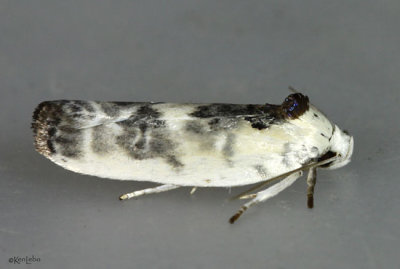 Schlaeger's Fruitworm Moth Antaeotricha schlaegeri #1011