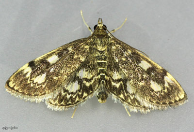 Crowned Phlyctaenia Moth Anania tertialis #4953